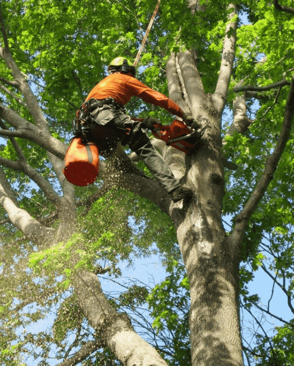 Tree Surgeon Exeter Tree Trimming 01392 244074